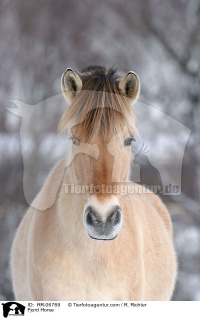 Fjordpferd / Fjord Horse / RR-06769