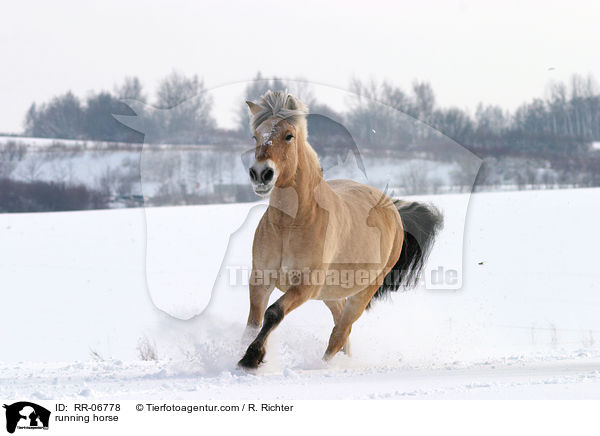 galoppierendes Fjordpferd / running horse / RR-06778