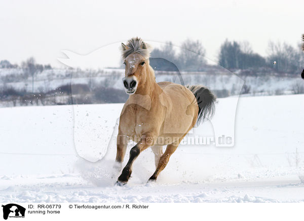 galoppierendes Fjordpferd / running horse / RR-06779