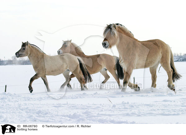 trotting horses / RR-06780