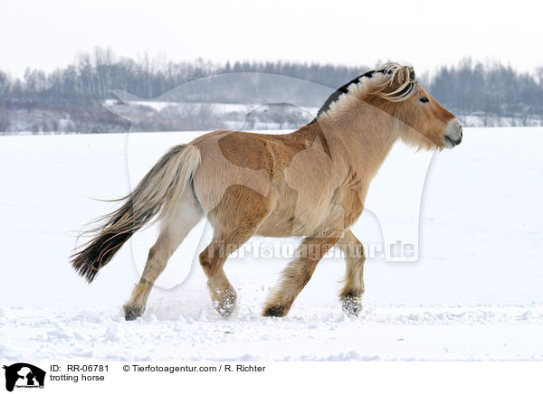 trabendes Fjordpferd / trotting horse / RR-06781