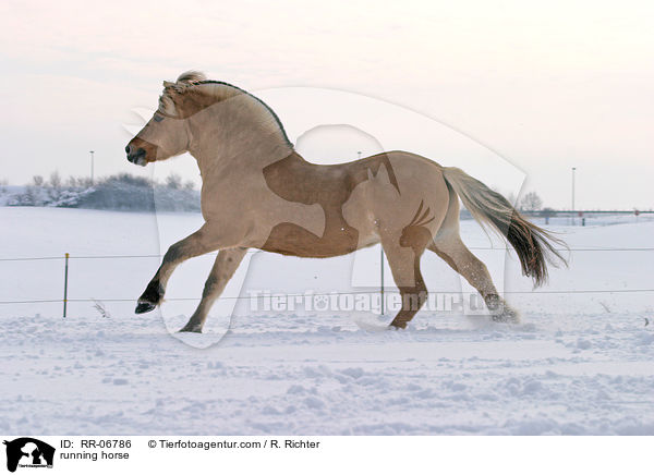 galoppierendes Fjordpferd / running horse / RR-06786