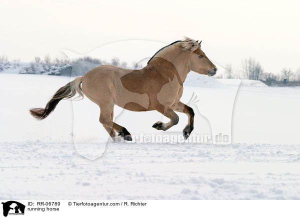 galoppierendes Fjordpferd / running horse / RR-06789