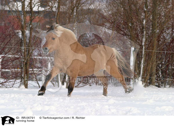 galoppierendes Fjordpferd / running horse / RR-06791