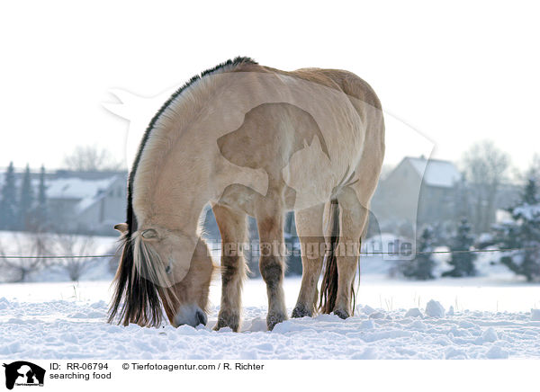 Fjordpferd auf Futtersuche / searching food / RR-06794