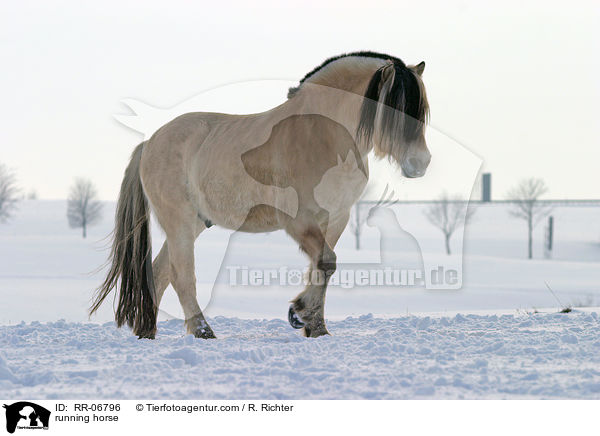 galoppierendes Fjordpferd / running horse / RR-06796