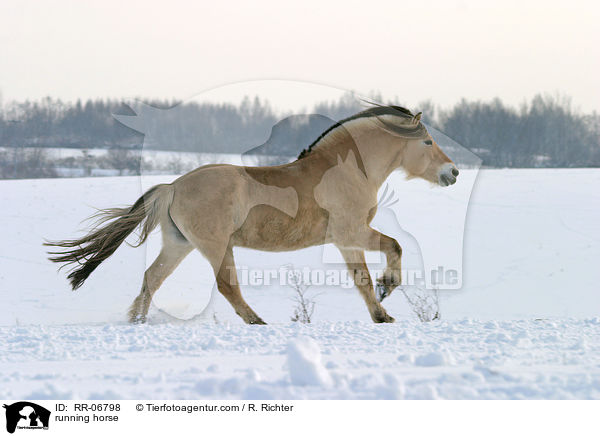 galoppierendes Fjordpferd / running horse / RR-06798