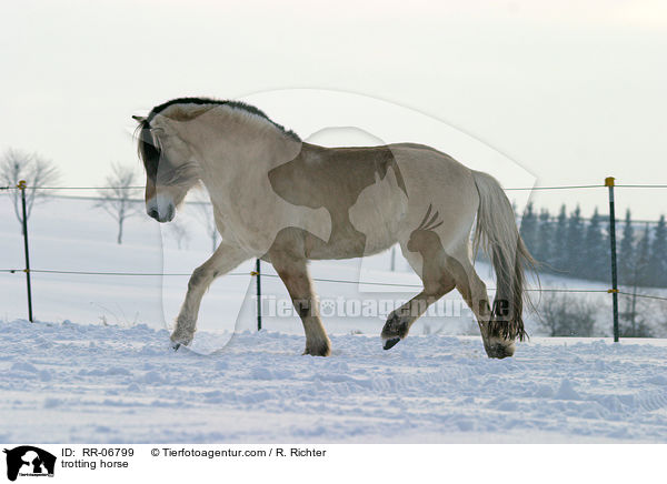 trabendes Fjordpferd / trotting horse / RR-06799