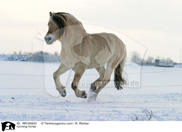 galoppierendes Fjordpferd / running horse / RR-06800