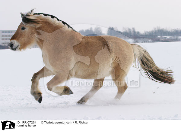 Fjordpferd im Schnee / running horse / RR-07264