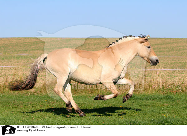 Fjordpferd / running Fjord Horse / EH-01048