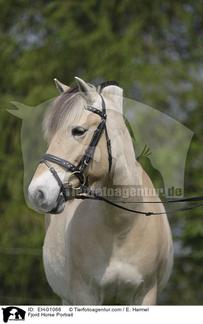 Fjordpferd Portrait / Fjord Horse Portrait / EH-01066