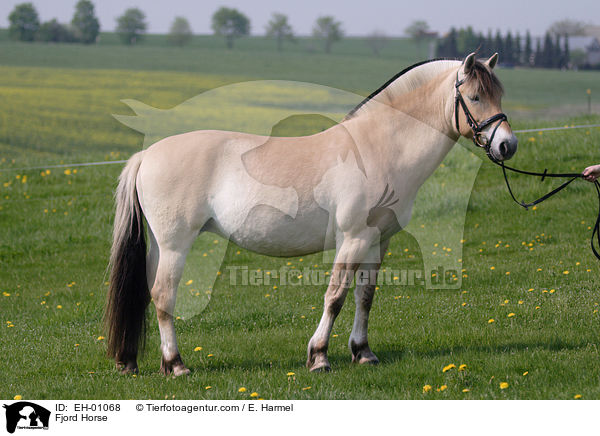 Fjordpferd / Fjord Horse / EH-01068