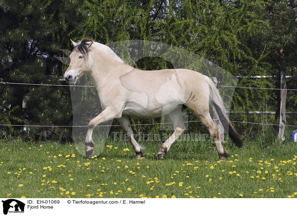 Fjord Horse / EH-01069