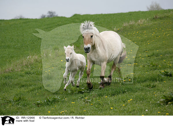 Stute mit Fohlen / mare with foal / RR-12966