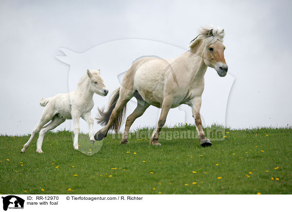 Stute mit Fohlen / mare with foal / RR-12970