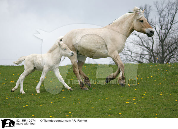 Stute mit Fohlen / mare with foal / RR-12974