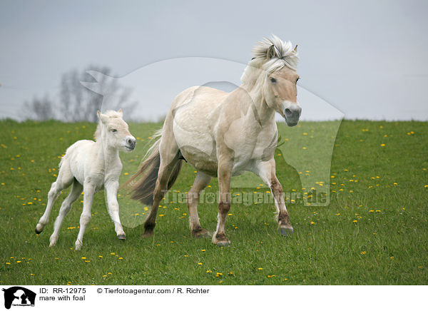 Stute mit Fohlen / mare with foal / RR-12975