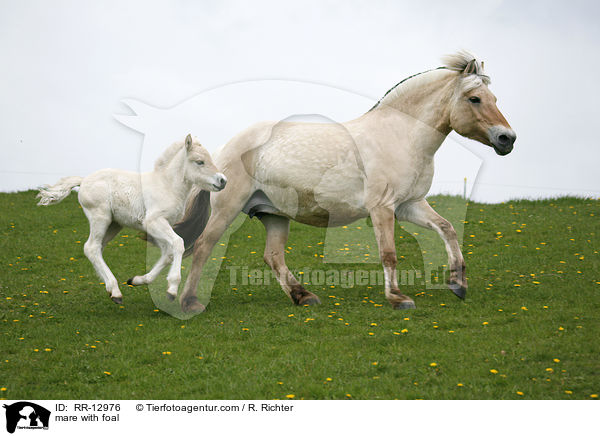 Stute mit Fohlen / mare with foal / RR-12976