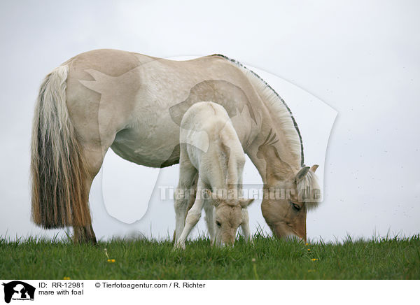 Stute mit Fohlen / mare with foal / RR-12981