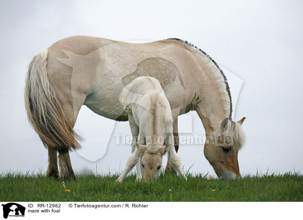 Stute mit Fohlen / mare with foal / RR-12982
