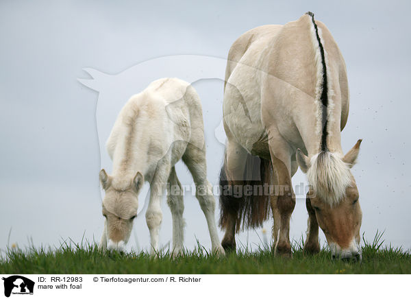 Stute mit Fohlen / mare with foal / RR-12983