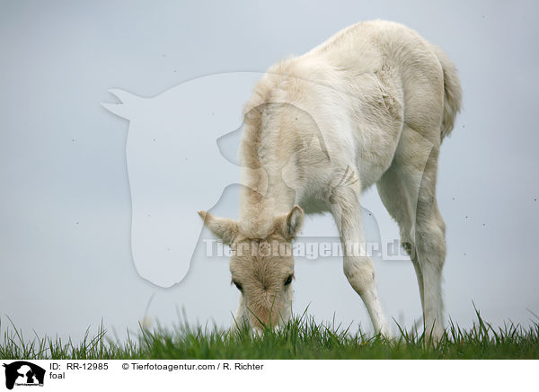 Fjordpferd Fohlen / foal / RR-12985