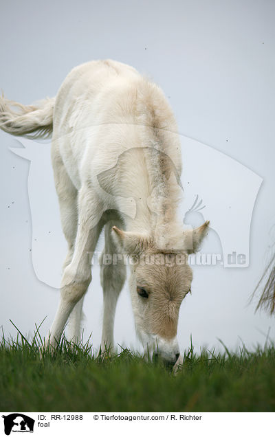 Fjordpferd Fohlen / foal / RR-12988