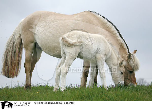 Stute mit Fohlen / mare with foal / RR-12989