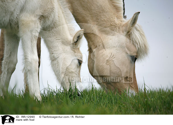 Stute mit Fohlen / mare with foal / RR-12990