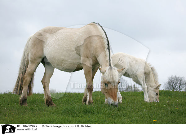 Stute mit Fohlen / mare with foal / RR-12992