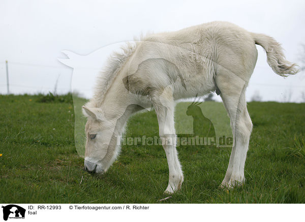 Fjordpferd Fohlen / foal / RR-12993