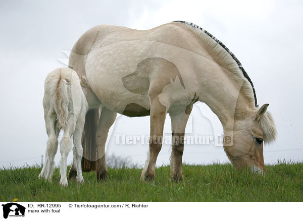 Stute mit Fohlen / mare with foal / RR-12995