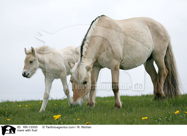 Stute mit Fohlen / mare with foal / RR-13000