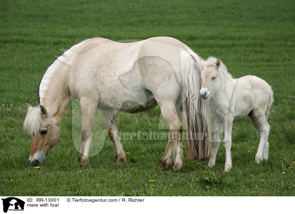 Stute mit Fohlen / mare with foal / RR-13001