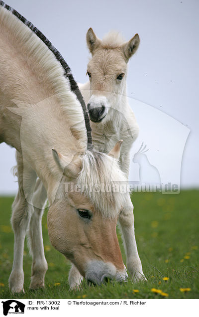 Stute mit Fohlen / mare with foal / RR-13002