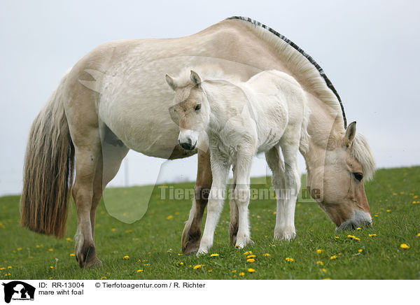Norweger Stute mit Fohlen / mare wiht foal / RR-13004