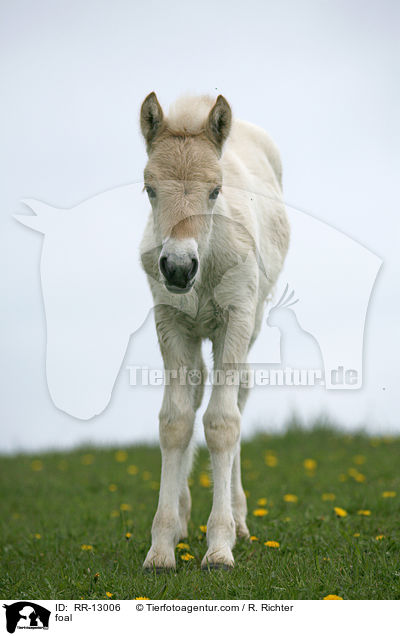 foal / RR-13006
