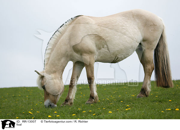 Norweger Fohlen / foal / RR-13007