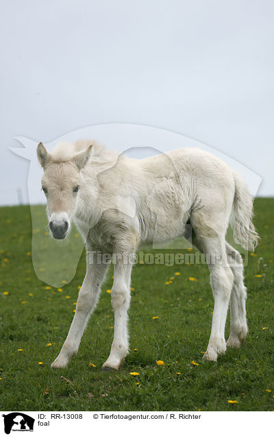 Norweger Fohlen / foal / RR-13008