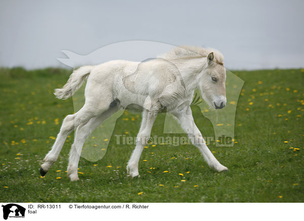 foal / RR-13011