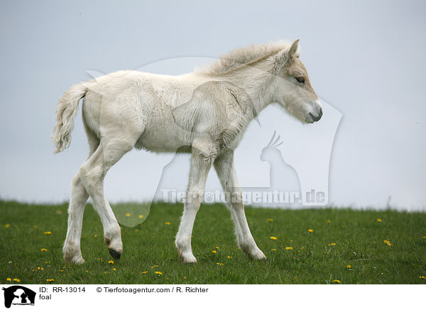 Norweger Fohlen / foal / RR-13014