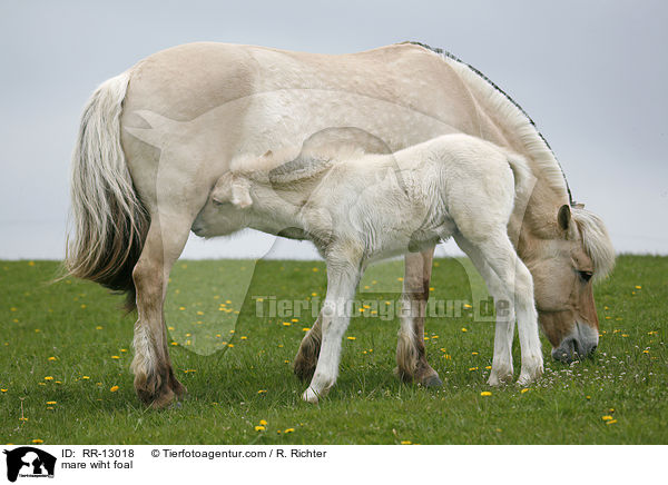 Norweger Stute mit Fohlen / mare wiht foal / RR-13018