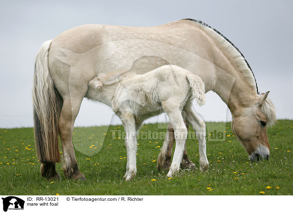 Norweger Stute mit Fohlen / mare wiht foal / RR-13021