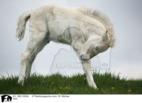 Norweger Fohlen / foal / RR-13024