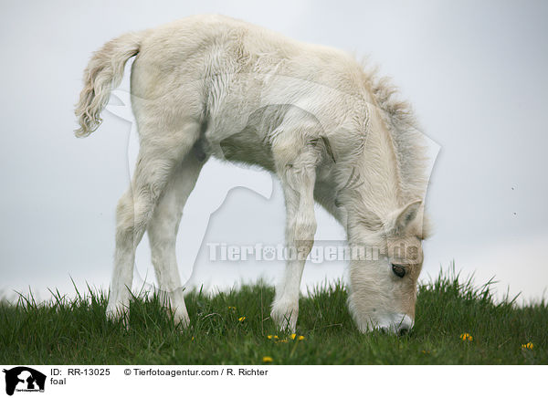 Norweger Fohlen / foal / RR-13025