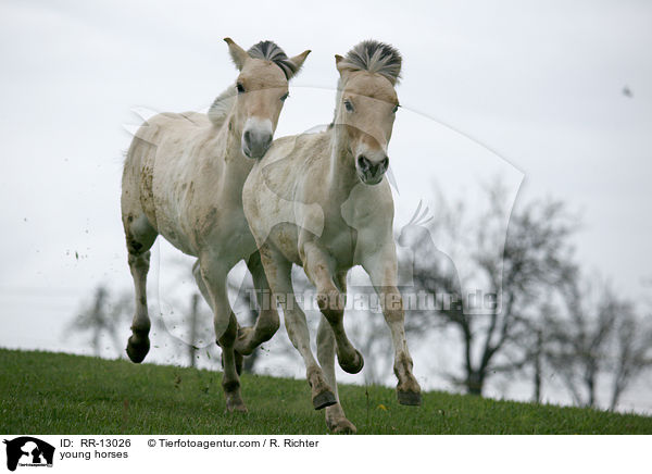 junge Norweger / young horses / RR-13026