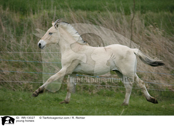 young horses / RR-13027