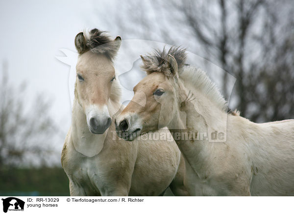 junge Norweger / young horses / RR-13029