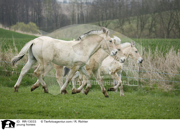 junge Norweger / young horses / RR-13033